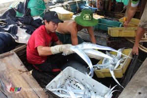 Tàu cá Nghệ An vẫn bội thu trong tình hình dịch bệnh căng thẳng